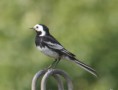 /album/my-local-birding-gallery/pied-wagtail-reserve-boundary-fence-jpg/